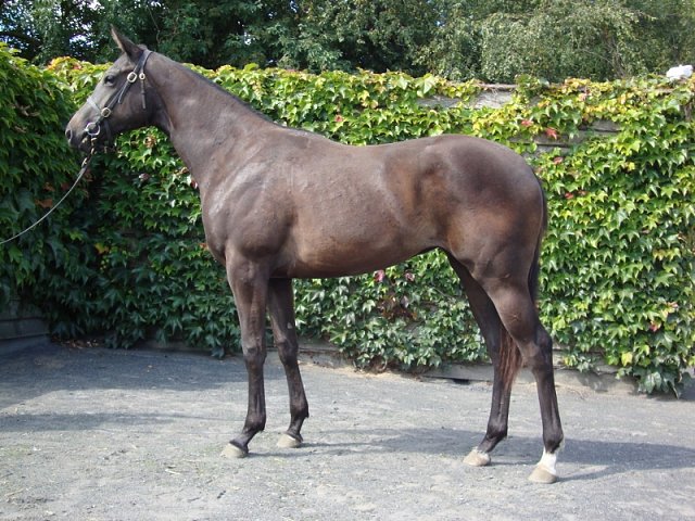 Cheerfilly wins at Leicester