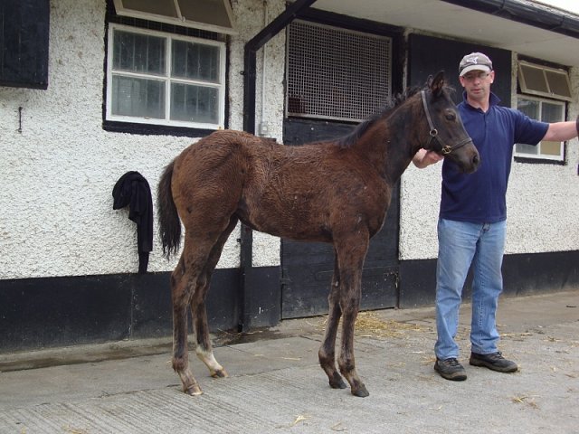 Cheerfilly wins at Leicester