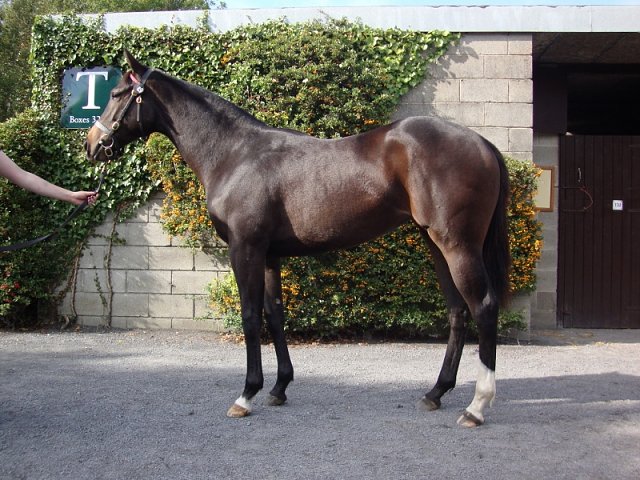 Chiavari wins at Compiegne, France