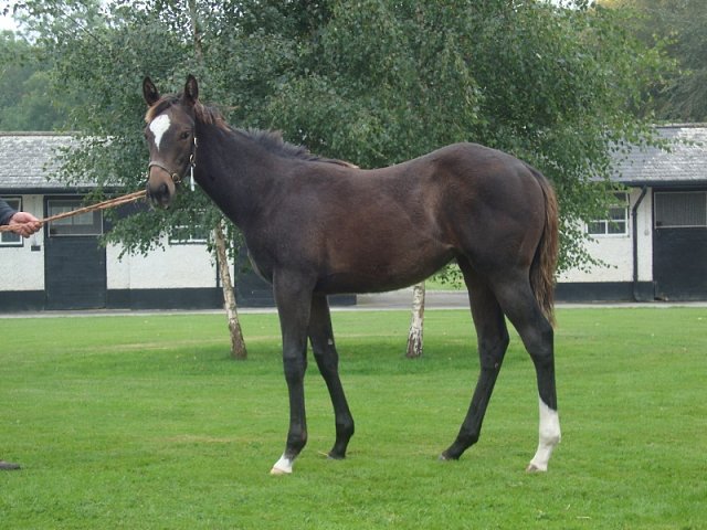Chiavari third at Listowel on 12th September 2018