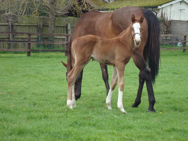 Consent second in Group 3 at Deauville on 17th August 2025
