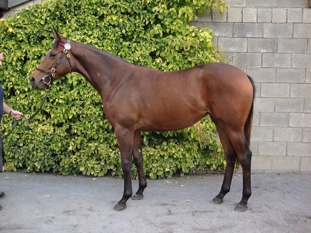Could Should Would second at Killarney
