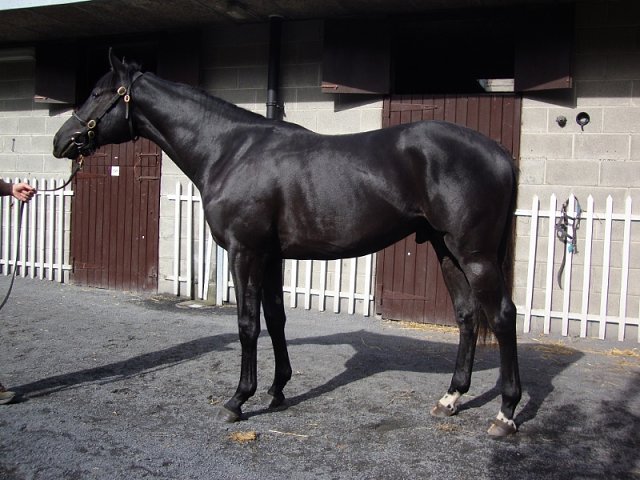 Coup de Gold third at Newcastle on 22nd January 2023