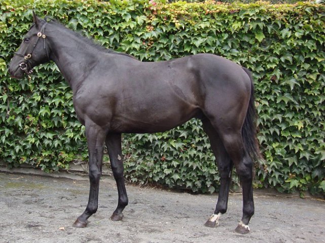 Coup de Gold third at Newcastle on 22nd January 2023