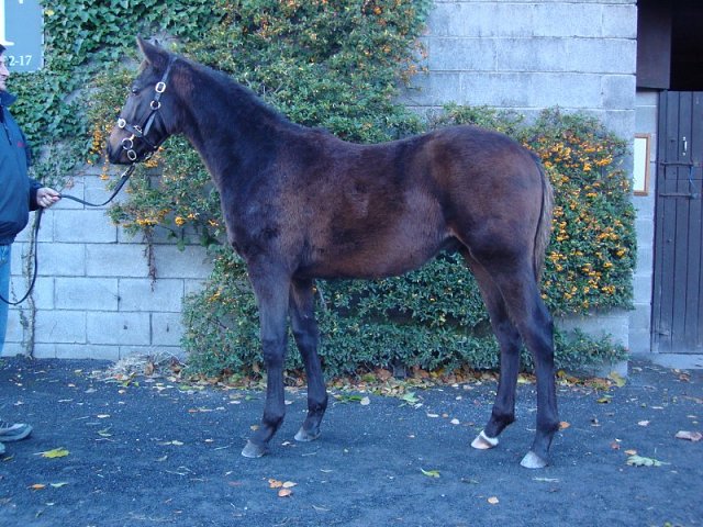 Crazy Tornado second at Ayr