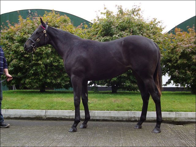 Dane Street third at Navan