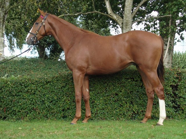 Danger Bay second at Haydock on 9th August 2024