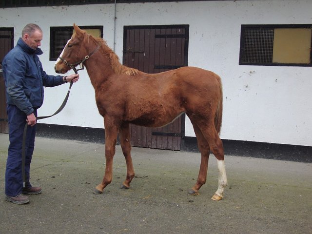 Danger Bay second at Haydock on 9th August 2024