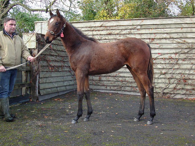 Danse Rouge wins at Hamburg