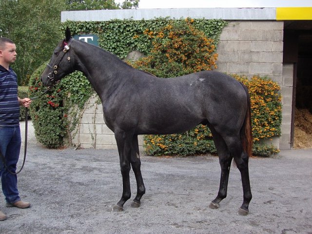 Dark Profit wins at Carlisle