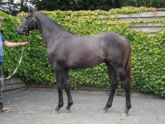Dark Profit second at Southwell