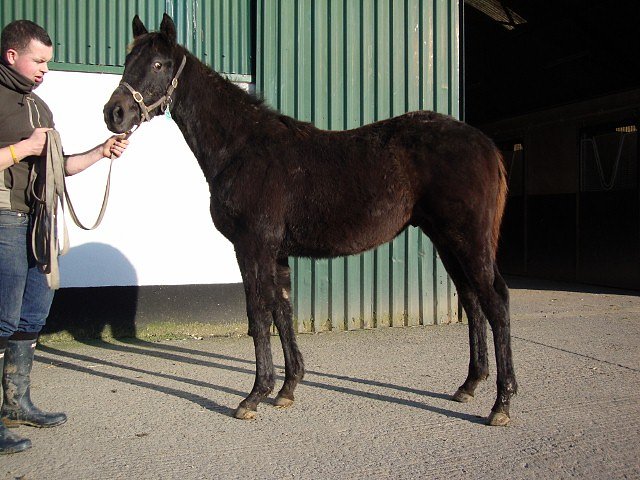 Dark Profit wins at Musselburgh