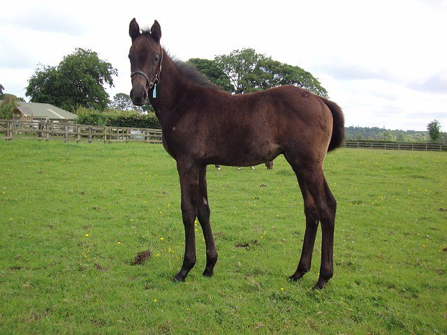 Dark Profit wins at Musselburgh