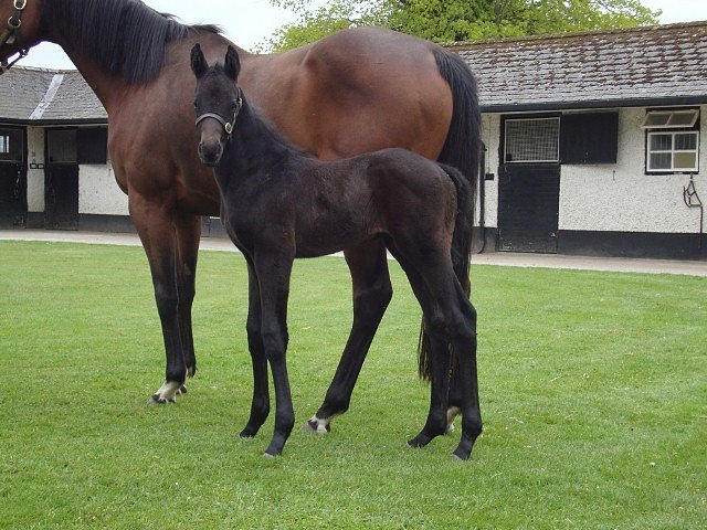 Dark Profit second at Southwell