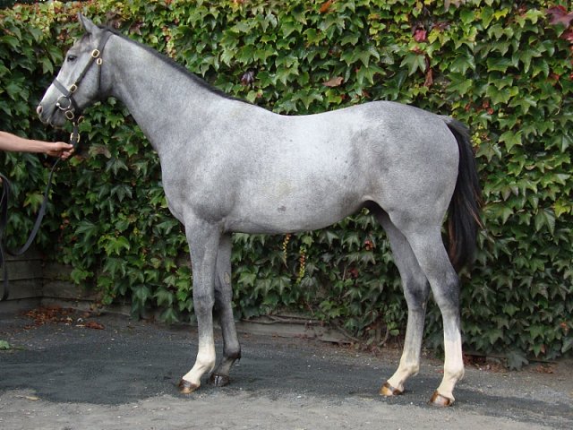 Dark Shift third at Ascot on 23rd July 2022