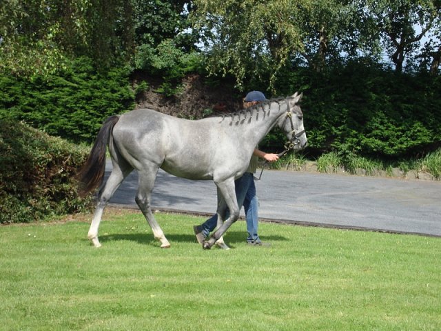 Dark Shift third at Ascot on 23rd July 2022