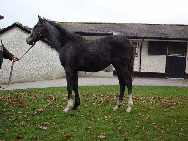 Dark Shift wins at Ascot on 3rd September 2021