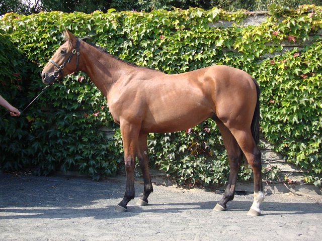 Dark Titan second at Wolverhampton