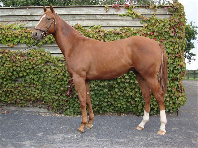 Dawn Calling third at Mulheim