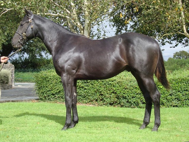 Coming Patch wins at Sha Tin on 1st January 2023