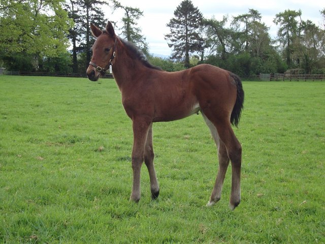 Digub wins at Southwell on 28th November 2025