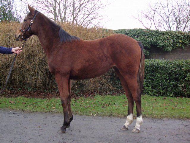 Dinard Rose wins at Bellewstown on 4th July 2019