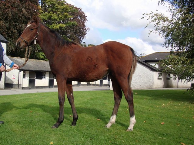Dinard Rose third at Galway on 29th July 2022