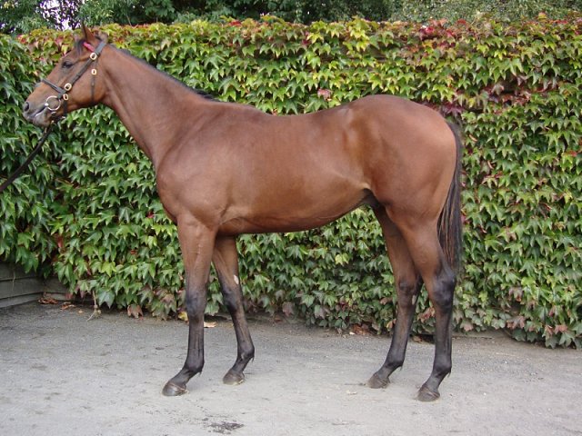 Downdraft wins at Naas on 21st October 2018