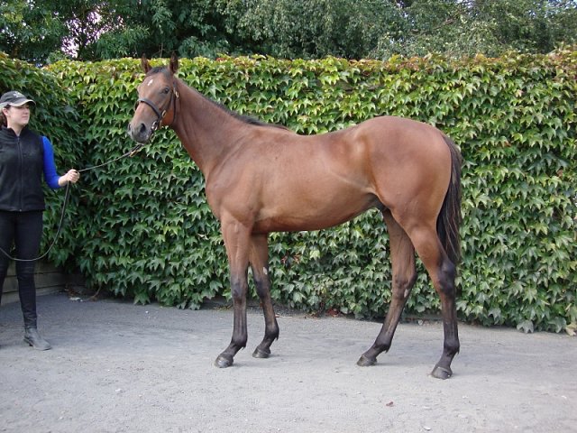Downdraft second at Dundalk