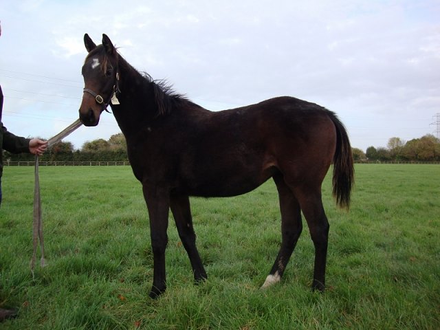Dromana second at Down Royal on 26th July 2019