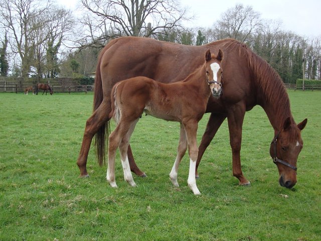 Dublin's Knight second at Gulfstream Park on 8th March 2025