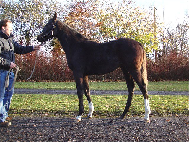 Duke of Zamindar wins at Warsaw