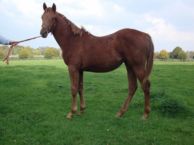 Dupioni second at Yarmouth on 7th August 2019