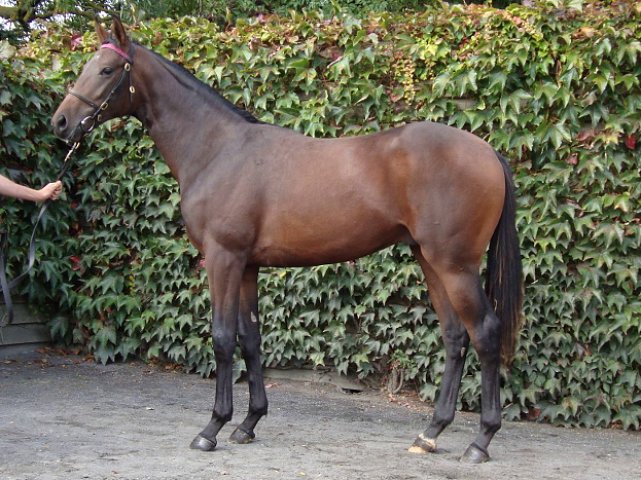 Eagle Court second at Wolverhampton on 10th April 2023