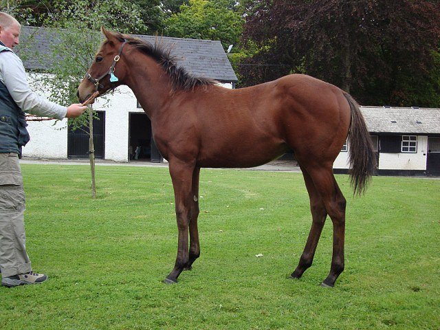 Eastern Impact second at the Curragh