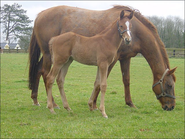 Edmaaj second on racecourse debut