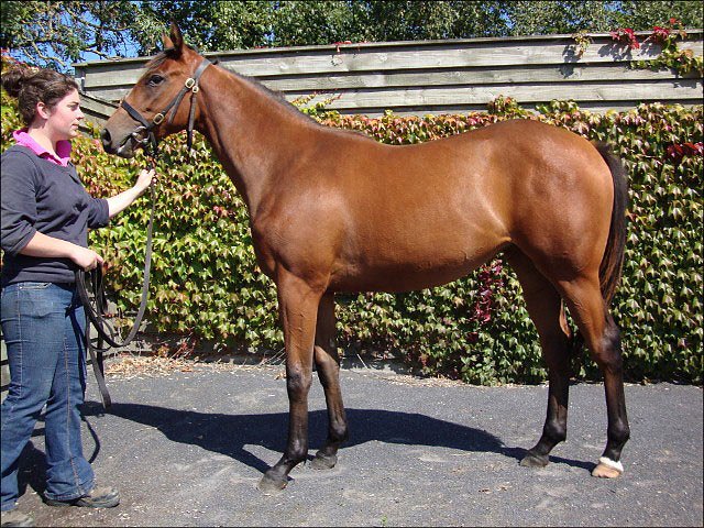 Elusive Gold third at Wolverhampton