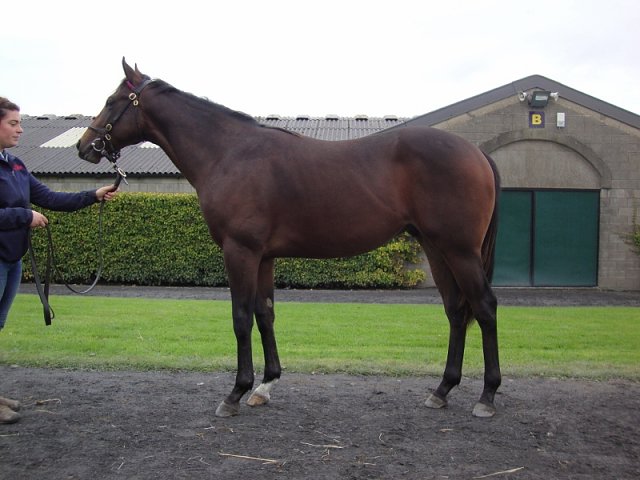 Emperor Supreme third at Pontefract on racecourse debut
