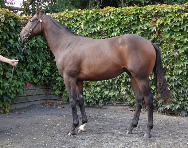 Emperor Supreme third at Pontefract on racecourse debut