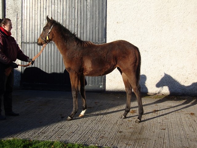 Emperor Supreme third at Pontefract on racecourse debut