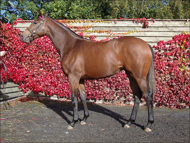 Enraptured wins Newmarket maiden