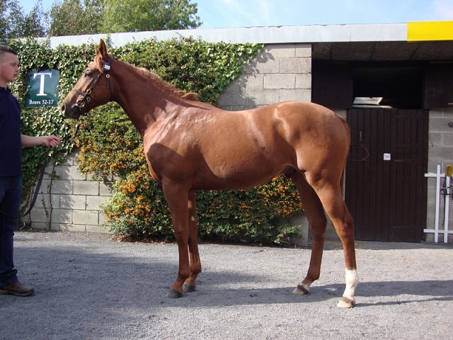 Ernststavroblofeld wins on racecourse debut