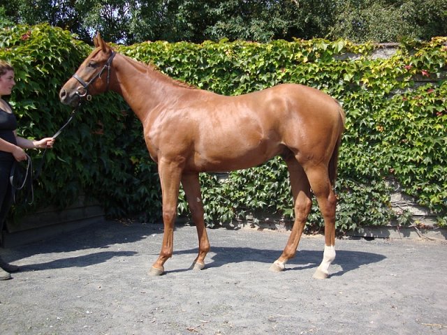 Ernststavroblofeld wins on racecourse debut