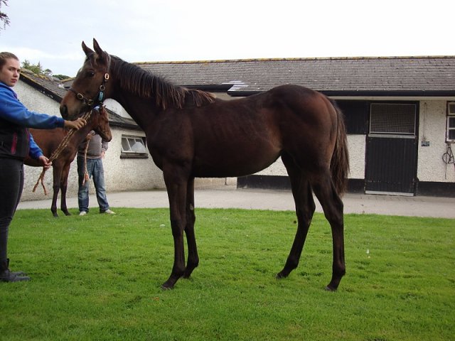 Espouse wins at Naas on 16th May 2021