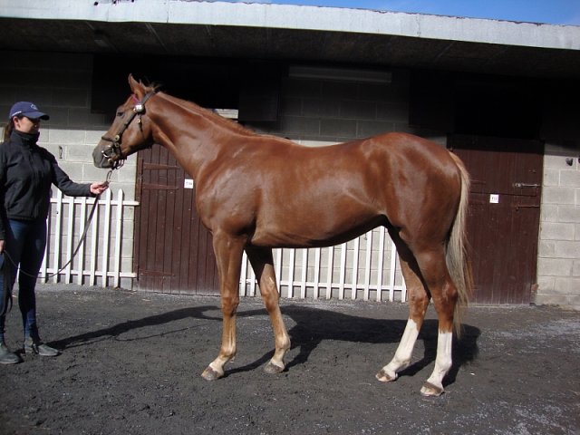 Exec Chef second at Newcastle on 28th June 2018