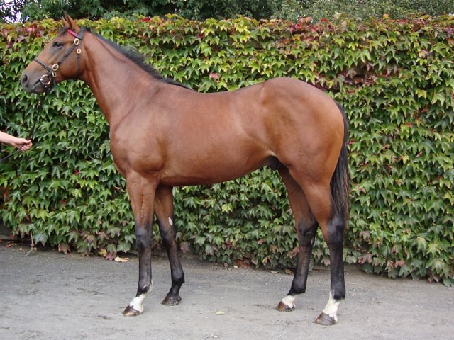 Fifty Stars wins Group 1 Australian Cup on 7th March 2020