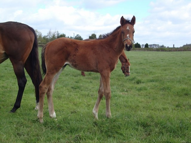 Fifty Stars wins Group 2 Ajax Stakes on 16th March 2019