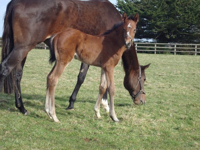 Fifty Stars wins Group 2 Ajax Stakes on 16th March 2019