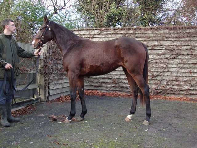 Final Check second at Leopardstown on 17th August 2023
