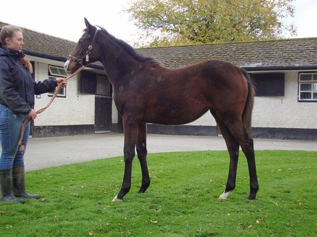 Final Check wins at Punchestown on 13th September 2023